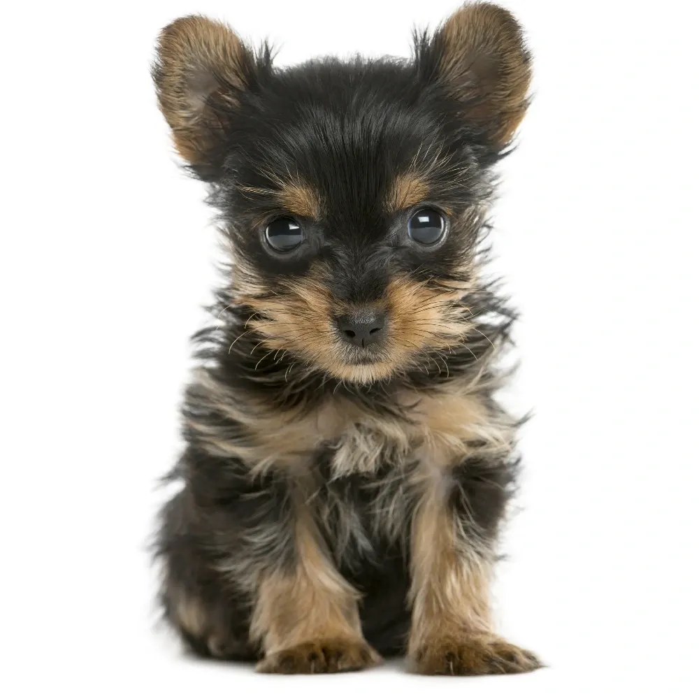 Imagem do filhote de Yorkshire Terrier